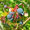 Calafate (Box-leaf Barberry) - native